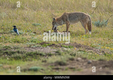 Coyote (Canis latrans) caccia in un cane della prateria colonia, Parco nazionale Theodore Roosevelt (Sud), il Dakota del Nord, STATI UNITI D'AMERICA Foto Stock