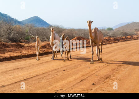 Marsabit, Kenya - 28 Febbraio 2015: l'uomo in Kenya a piedi con allevamento di cammelli a Marsabit a Moyale road. Foto Stock