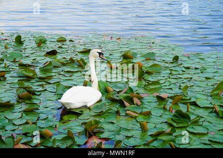 Cigno nuoto in i gigli Foto Stock