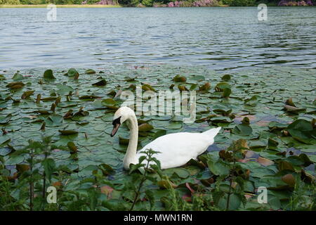 Cigno nuoto in i gigli Foto Stock