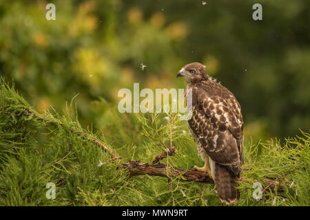 Una neonata red-tailed hawk (Buteo jamaicensis) in una struttura ad albero. Essa non ha ancora volato ma presto fledged e a sinistra la struttura ad albero e il nido in dietro. Foto Stock