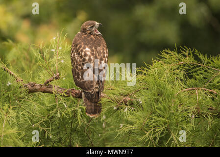 I capretti red tailed hawk (Buteo jamaicensis) persistentemente Elemosinare il cibo da uno degli adulti che era molti metri di distanza. Foto Stock