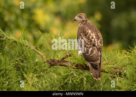 Una neonata red-tailed hawk (Buteo jamaicensis) in una struttura ad albero. Essa non ha ancora volato ma presto fledged e a sinistra la struttura ad albero e il nido in dietro. Foto Stock