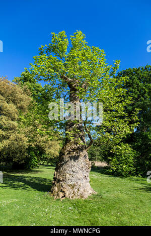 London plane tree (Platanus x hispanica) da Kew Gardens, Regno Unito Foto Stock