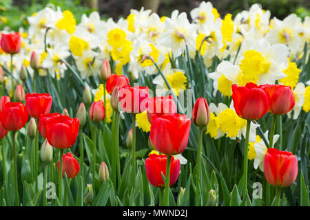 Tulipa "Couleur Cardinale" sostenuta da Daffodils bianco Foto Stock