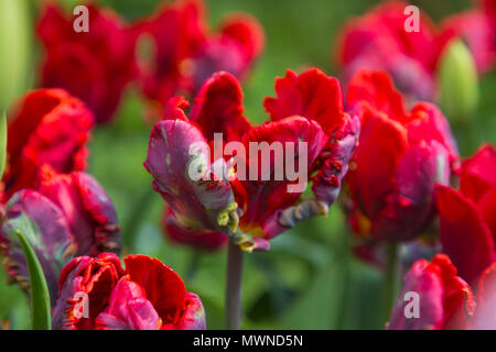 Tulipa 'Rococo' Foto Stock