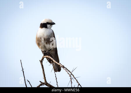 Northern bianco-crowned shrike guardando a destra sul ramo Foto Stock