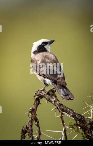 Northern bianco-crowned shrike cercando sul ramo Foto Stock