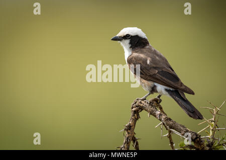 Northern bianco-crowned shrike sul ramo rivolto verso sinistra Foto Stock