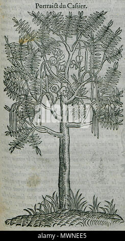 . Inglese: Pierre Belon. Les osservazioni de plusieurs singularitez & choses mémmorables, trouvées en Grèce, Asie, Judée, Egypte, Arabie, aux autres pays étrangers, Parigi, Guillaume Cavellat & Gilles Corrozet, 1554. 1554. Pierre Belon (1517-1564) nomi alternativi Bel.; Белон Пьер; Pierre Belon; Pierre Belon du Manse; Petrus Bellonius Cenomanus; Belon; Pierre Belon Le Mans Descrizione naturalista francese, scrittore, zoologo, medico, botanico e diplomatico naturalista francese Data di nascita e morte 1517 Aprile 1564 Luogo di nascita e morte Cérans-Foulletourte Parigi competente controllo : Q445 Foto Stock