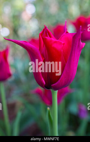 Tulipa 'duraturo amore" Foto Stock