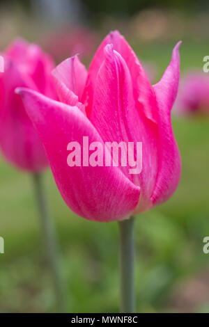 Tulipa 'Natale sogno" Foto Stock