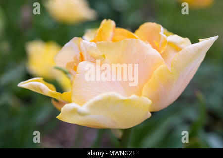 Tulipa "Bella Signora" Foto Stock