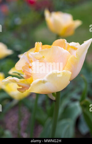 Tulipa "Bella Signora" Foto Stock