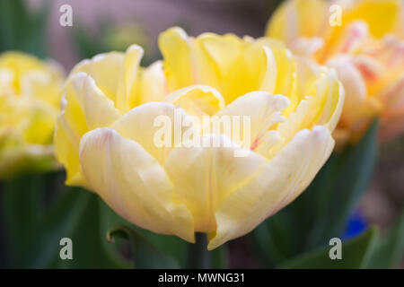 Tulipa "Bella Signora" Foto Stock