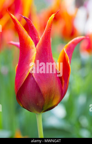 Tulip " Regina di Saba " Foto Stock