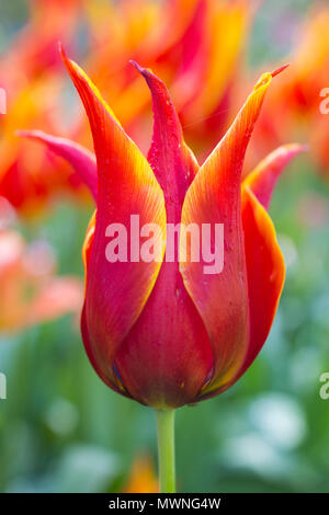 Tulip " Regina di Saba " Foto Stock