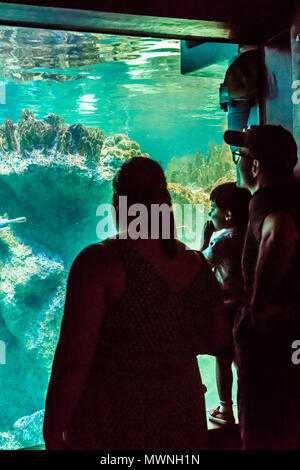 New England Aquarium   Boston, Massachusetts, STATI UNITI D'AMERICA Foto Stock