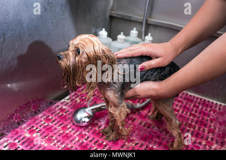 Ritagliato colpo di lavaggio groomer piccolo cane in pet salon Foto Stock