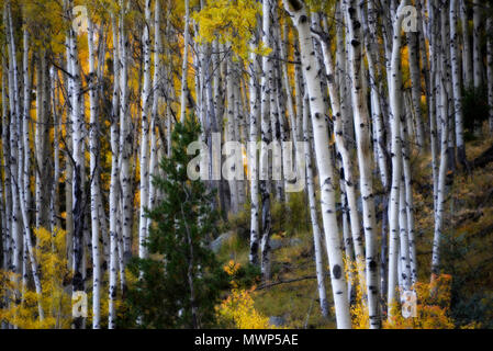 Santa Fe National Forest, grove (probabilmente un unico clone) dell'Aspens (Populus tremuloides) con corteccia bianco (reso in PS), Santa Fe, NM, Stati Uniti d'America Foto Stock