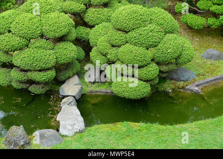 O-karikomi (tipo di stile topiaria da) boccole scolpita con pietra in miniatura piedi Ponte Golden Gate Park, giardino giapponese del tè, San Francisco, CA, Stati Uniti d'America Foto Stock