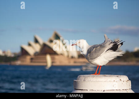 Un argento windstruck gabbiano sulla cima di un palo nel porto di Sydney Foto Stock