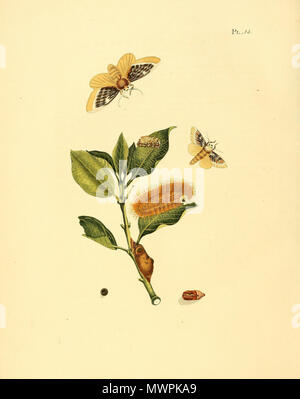 . Illustrazione di: Megalopyge xanthopasa (come syn. Phalaena xanthopasa) . 1848. Jan Sepp (1778 - 1853) 552 Sepp-Surinaamsche vlinders - pl 014 piastra xanthopasa Megalopyge Foto Stock