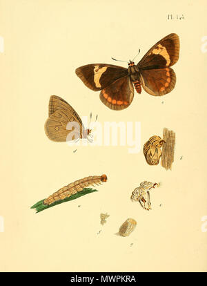 . Illustrazione di: unidentified butterfly, descritto come Papilio saphorae . 1852. Jan Sepp (1778 - 1853) 552 Sepp-Surinaamsche vlinders - pl 143 piastra descr. Come Papilio saphorae Foto Stock