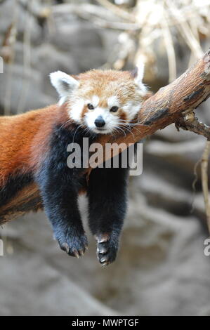 Panda rosso recante su di un ramo di albero Foto Stock