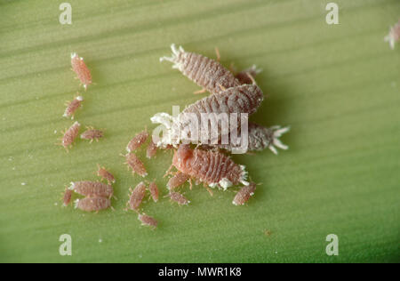 MEALYBUGS (HEMIPTERA) su AGAPANTHUS Foto Stock