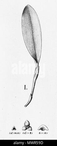 . Illustrazione di Stelis papaquerensis (come syn. Stelis smaragdina) . tra 1893 e 1896. Alfred Cogniaux (1841 - 1916) 575 Stelis papaquerensis (come Stelis plurispicata)- taglio fl.Br. 3-4-80 Foto Stock