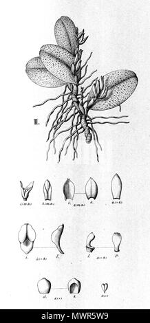 . Illustrazione di Acianthera recurva (come syn. Pleurothallis lilacina) . tra 1893 e 1896. Alfred Cogniaux (1841 - 1916) 25 Acianthera recurva (come Pleurothallis lilacina) - intaglio da Fl.br.3-4-101 fig. II Foto Stock
