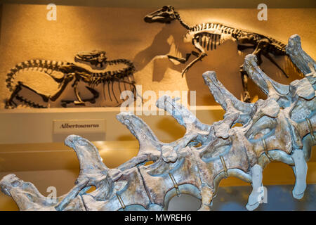 Washington DC,National Museum of Natural History,Hall of Dinosaurs,fossile,scheletro,mostra vendita scienza,natura,ossa,vertebre,rettile,collezione,exhi Foto Stock