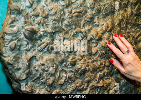 Washington DC,National Museum of Natural History,Sant Ocean Hall,mostra mostra collezione prodotti,mostra fossile,conchiglie,mano della donna,mani,mani Foto Stock