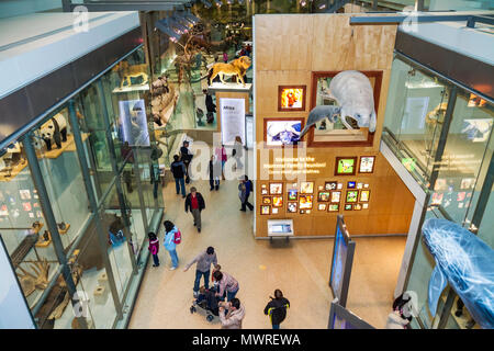 Washington DC, Museo Nazionale di Storia Naturale, riunione della famiglia dei mammiferi, vetrina, esemplari, scienza, manatee, leone, orso panda, visitatore, famiglie di famiglia Foto Stock