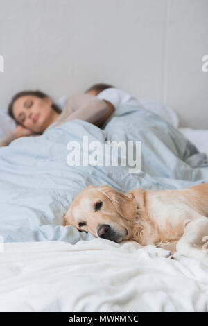 Il golden retriever sdraiato sul letto con coppia giovane dormire in background Foto Stock