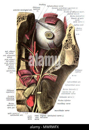 . Inglese: un illustrazione anatomica dal 1908 edizione di Sobotta del Atlante di Anatomia umana . 22 ottobre 2013, 00:36:08. Il dott. Johannes Sobotta 565 Sobo 1909 547 Foto Stock