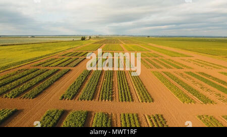 Vista aerea di prodotti agricoli e campi coltivati. Il paesaggio agricolo.terreni irrigati Foto Stock