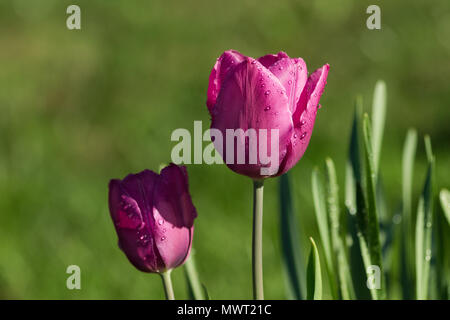 Due tulipani rosa dopo la pioggia nel giardino, gocce d'acqua sui fiori Foto Stock