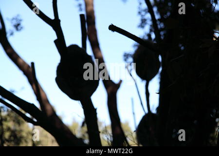 Koala (Phascolarctos Cinereus) di appoggio in alberi di eucalipti Foto Stock