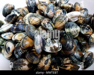 Vongole close up Foto Stock