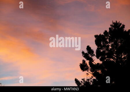 Isola Norfolk Pine (Araucaria Heterophylla) durante il tramonto Foto Stock