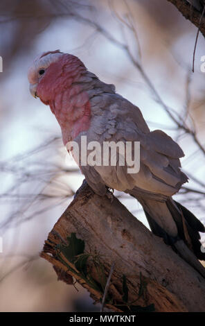 Australian galah (Cactua roseicapilla) sul ceppo di albero, Hunter Valley, Nuovo Galles del Sud, Australia Foto Stock