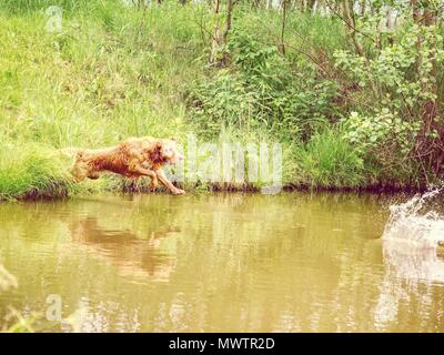 Maschi di razza del cane golden retriever è rapidamente saltando nel lago per il ramo di legno. Happy puppy gustano il nuoto e la tela con gli amici dell'uomo. Foto Stock