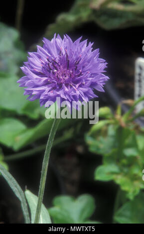 CENTAUREA CYANUS 'BLUE BALL' (nomi comuni, o FIORDALISO BLUEBOTTLE fiore) Foto Stock