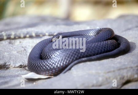 SERPENTE NERO DALLA PANCIA ROSSA (PSEUDECHIS PORPHYRIACHUS) CHE SI CROGIOLA SU UNA ROCCIA AL SOLE. AUSTRALIA ORIENTALE. Foto Stock