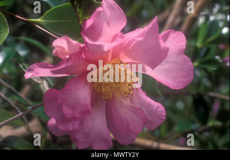 CLOSE UP Pink Camellia japonica fiori Foto Stock