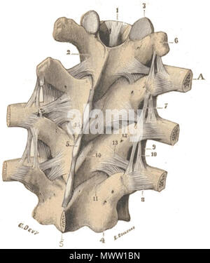 . Français : articolazioni des vertèbres entre elles et articolazioni des côtes avec le racliis, vue postérieure. -13,,ligamenvtertébraclommupnostérieu-r. 2,lamesvertébrales. inféraiepuorpeh-sy.5se,a5srt,iculairessupérieure-s. 4,apophysaersticulaires -7,ligamenitnstearptroapnhsyvseeérsspainire-eus8s,,e-s. 6,apophystersansverses. postérieur-. 9,ligamenctosto-translvigearsmaeirnectosto-transversaire faisceaauccessoireexterne.-11,ligamenstuspérieuar,vec10,figlio ligamentcsosto-lamellai-res1.i-,il legamento jaunes.-12et 13, mentsurépineux. interépineu-x.15,ligaveine . 2 novembre 2013, 10:30:16. Testut, L Foto Stock