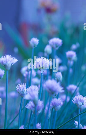 Fiori su piante di erba cipollina con tinte blu sullo sfondo Foto Stock