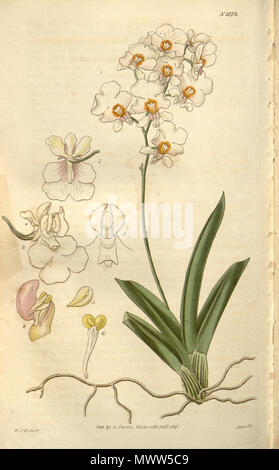 . Illustrazione di Tolumnia pulchella (come syn. Oncidium pulchellum) . 1827. W. J. H. (= William Jackson Hooker) (1785-1865) del., Swan sc. 610 Tolumnia pulchella (come Oncidium pulchellum) - Curtis" 54 (N.S. 1) pl. 2773 (1827). Foto Stock